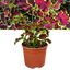 Coleus Mystical Rose - 17cm