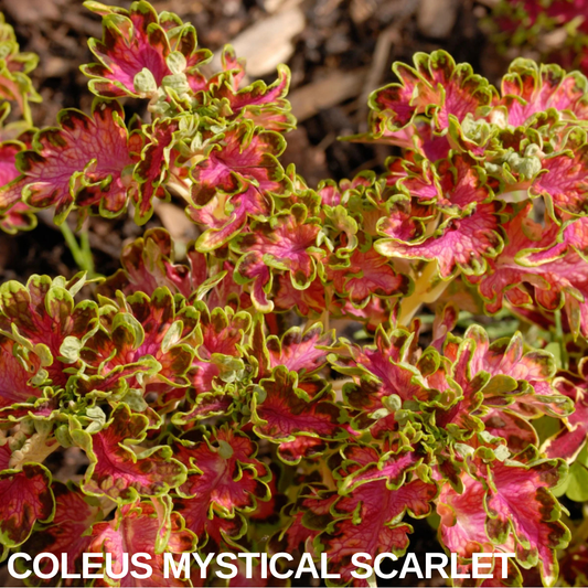 Coleus 'Mystical Scarlet' foliage, ruffled scarlet-pink leaves edged with frilly lime-green margins