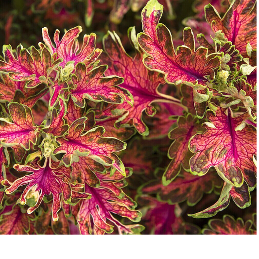 Coleus 'Mystical Scarlet' – Colourful Foliage (2L Pot)
