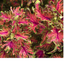 Coleus Mystical Scarlet - 17cm
