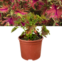 17cm Plant