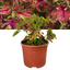 Coleus Mystical Scarlet - 17cm