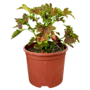 17cm Plant
