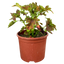 Coleus Mystical Scarlet - 17cm