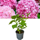 Hydrangea Pink Plant