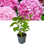 Hydrangea Pink