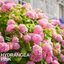 Hydrangea Pink