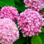Hydrangea Pink