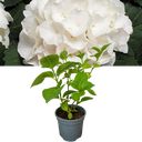 Hydrangea White Plant
