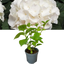 Hydrangea White