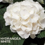 Hydrangea White