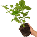 Hydrangea White Plant