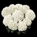 Hydrangea White Plant