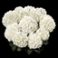 Hydrangea White