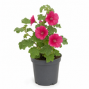 Lavatera Burgundy Wine Tree Mallow Plant (2L Pot)