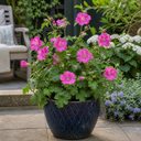Lavatera Burgundy Wine Tree Mallow Plant (2L Pot)