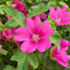 Lavatera Burgundy Wine Tree Mallow Plant (2L Pot)