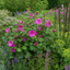 Lavatera Burgundy Wine Tree Mallow Plant (2L Pot)
