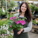 Lavatera Burgundy Wine Tree Mallow Plant (2L Pot)