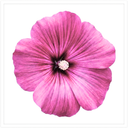 Lavatera Burgundy Wine Tree Mallow Plant (2L Pot)