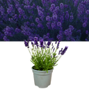 Lavender Dark Blue Plant