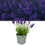 Lavender Dark Blue