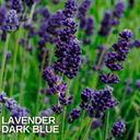 Lavender Dark Blue Plant