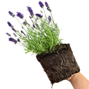 Lavender Dark Blue Plant
