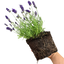 Lavender Dark Blue