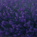 Lavender Dark Blue Plant