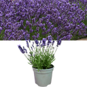 Lavender Light Blue Plant