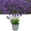 Lavender Light Blue