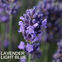 Lavender Light Blue Plant