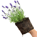 Lavender Light Blue Plant
