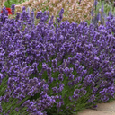 Lavender Light Blue Plant