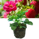 Everbearing Strawberry Summer Breese Rose Plant