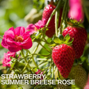 Everbearing Strawberry Summer Breese Rose Plant
