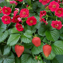 Everbearing Strawberry Summer Breese Rose Plant