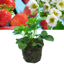 Everbearing Strawberry Summer Breese Snow Plant