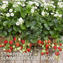 Everbearing Strawberry Summer Breese Snow Plant