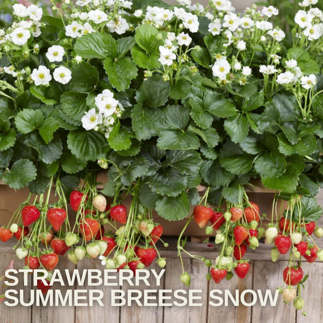 Trailing strawberry plant in a container with white double flowers above and ripening red fruit below
