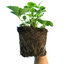 Strawberry Summer Breese Snow 104 Plug - 17cm