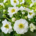 Everbearing Strawberry Summer Breese Snow Plant