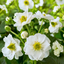 Strawberry Summer Breese Snow 104 Plug - 17cm