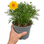 Coreopsis Solar Fancy Plants