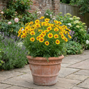 Coreopsis Solar Fancy Plants