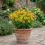 Coreopsis Solar Fancy Plants