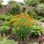 Coreopsis Solar Fancy Plants