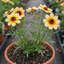 Coreopsis Solar Fancy Plants