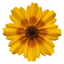 Coreopsis Solar Fancy Plants